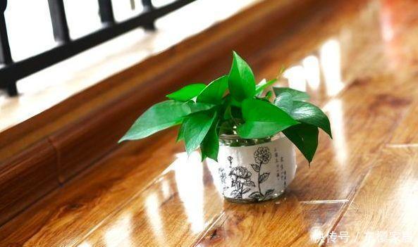 摆放|家中绿植总黄叶?注意避开这些摆放“雷区”!