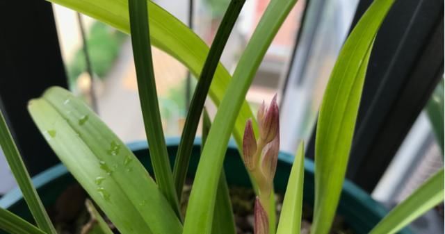  『兰花的根』兰花施肥是门学问，这样讲一学就会，根粗叶壮总开花
