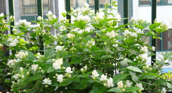  爆满■养栀子花、茉莉花这点最关键，不黄叶掉叶，开花多又香，爆满盆！