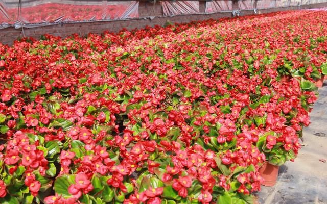  齐放：清明花卉种植忙 平谷马昌营镇百亩鲜花齐放