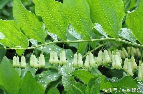  赚了钱@农村这种野草是很好的补品，适合长期食用，有人靠着种植