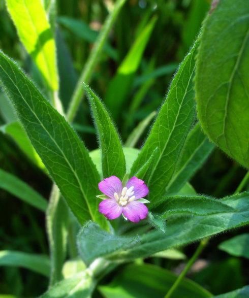 「野花野草」人称“柳叶菜”，又叫鱼鳞草，价值珍贵，野外常有，认识的人不多