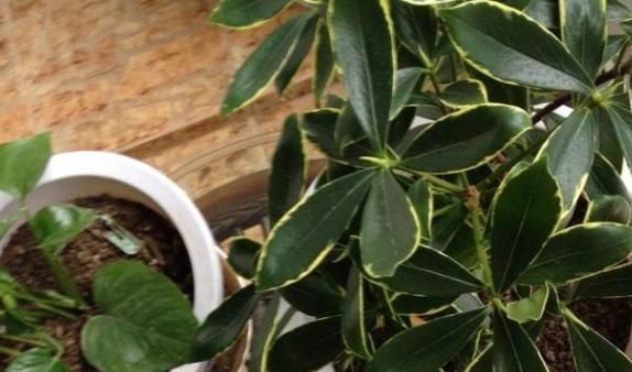  家里|家里的花草盆栽招来成群小飞虫,该怎么办?用它分分钟搞定