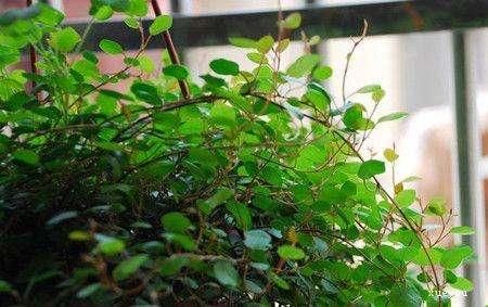  [盆栽]春天养盆垂吊盆栽，夏天收获一片绿荫，秋天得到绿色瀑布！