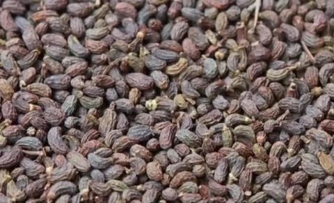 农村有一种野果，长似“葡萄”不能生吃