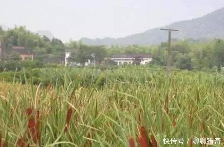 农村姑娘在地里种“热狗”，年收入让人羡慕，人们纷纷表示没见过