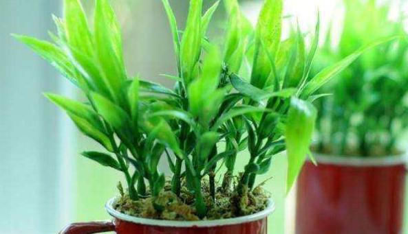  贵竹盆栽■富贵竹水培生根有诀窍,跟着学“多久换一次水”,养得叶绿根壮