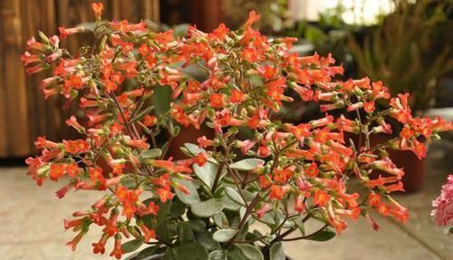  『肉花』萌萌的多肉花，这种花叫宫灯花，开花时一株挂上百个“灯笼”