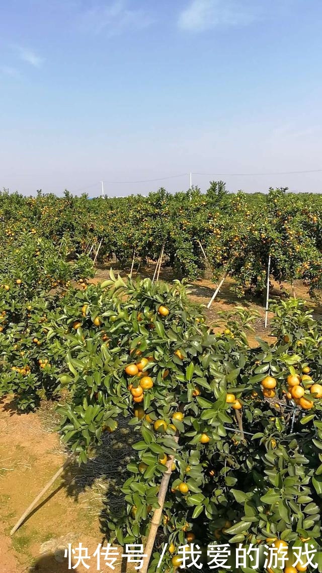 砂糖橘，天使的面孔背后，是魔鬼！