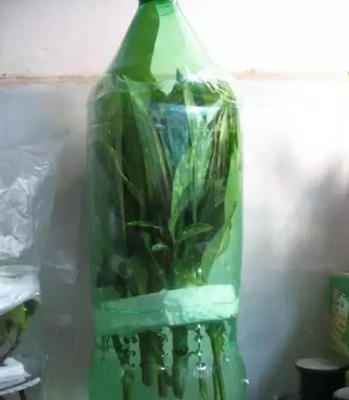  水里■绿化带里剪根枝，丢水里7天就生根，1个大花盆还装不下！