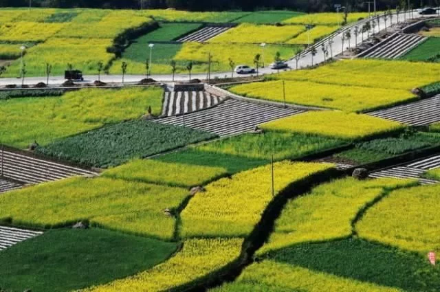 中国最美的油菜花海,油菜花逐渐“染黄”了神州大地