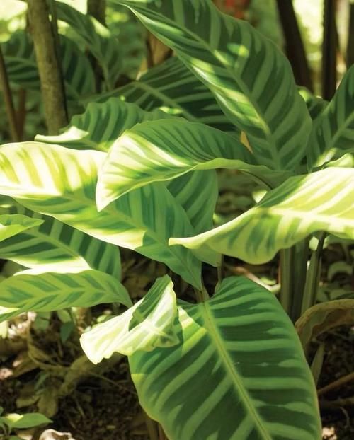  「阴凉处」几种好看的室内盆栽观叶植物，都可以摆室内阴凉处养