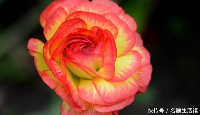 『漂亮』养花就养盆它,一年四季开花不断,花形别致非常漂亮,非常好养