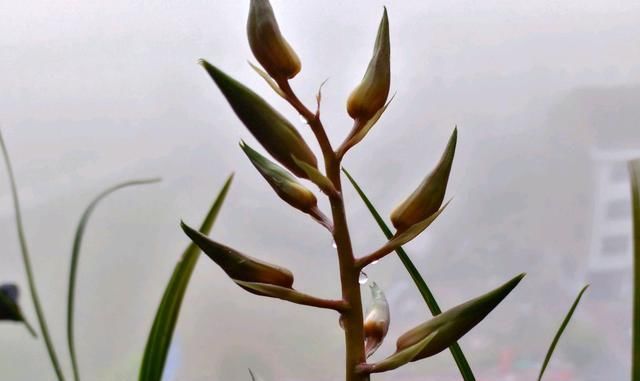 #吐水现象#蕙兰快开花了,这些千万不要做!你注意了吗?
