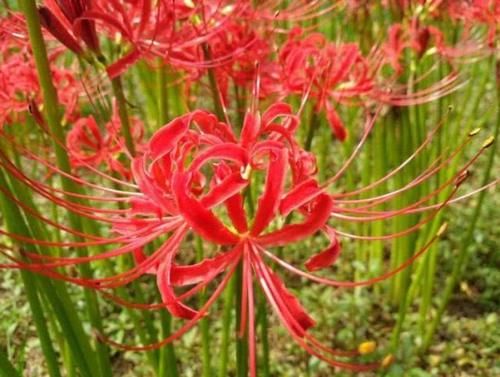  [彼岸花]“4种花”有毒，再便宜也别养，看到请躲远点，要小心！