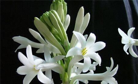  『夜来香的花朵』夜来香花色多样香气扑鼻，家里养几株，每天闻花香都神清气爽