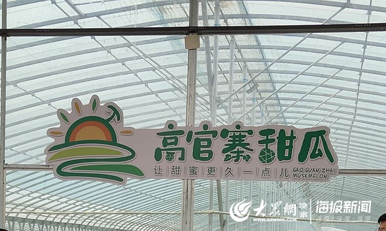  『今日』小甜瓜里做出大文章，章丘高官寨甜瓜季今日开幕