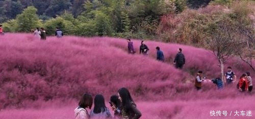 安徽深山里的花海世界:数百亩的连片粉黛乱子草,美得如梦如幻