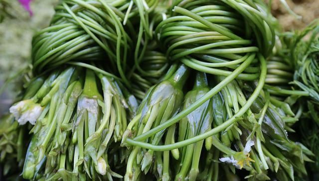 【春天】春天和野菜的约会,总是那么美妙