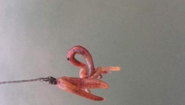  [用法]刚一降温，蚯蚓饵这最新用法火了，千真万确，大板鲫不想