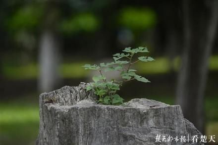 汉水公园有个古树化石林