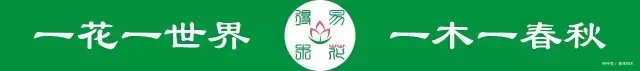 『变叶』海棠鉴赏|变叶海棠和花叶海棠的辨识与鉴赏