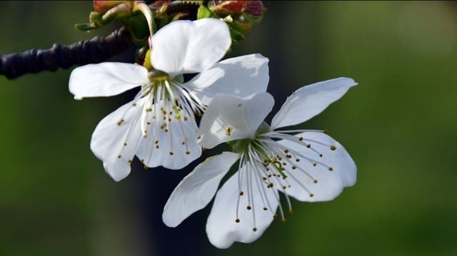 这里的樱花开放时，浓了春天，醉了游人！