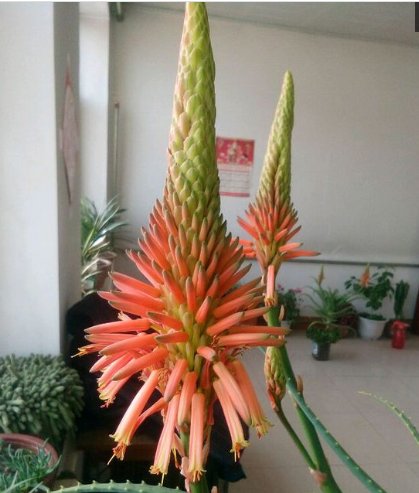  #过程中#见过“芦荟”开花吗？想要开出漂亮的花，掌握3点就够了！