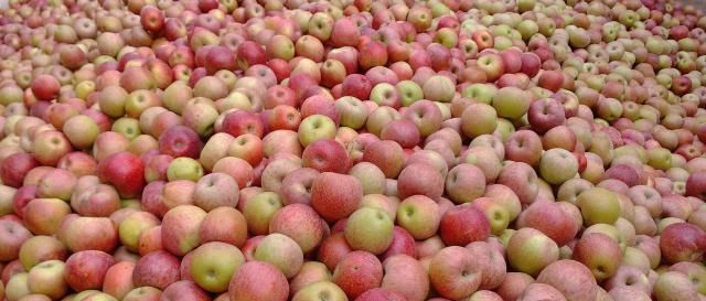  「秦观」结果特别多，个个长不大，收购价2毛一斤，全当贱果卖