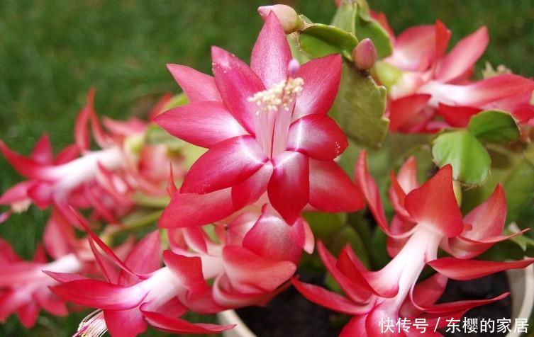 喜欢@喜欢在家中养护漂亮的花卉,就选择3种花卉,花色鲜艳,开花量大