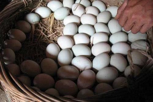 农村俗语：下蛋鸭子飞过河，下蛋母鸡小秤砣，啥意思？有道理吗？