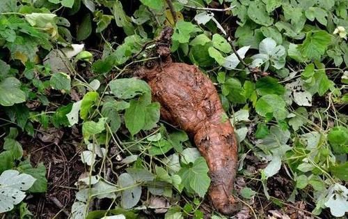  「绿色食品」50年前喂猪的“野草”，农民吃到吐，如今当绿色食
