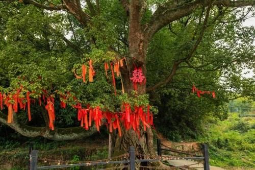 安徽千年古村，美景不输宏村，被誉为“中国水口园林第一村”