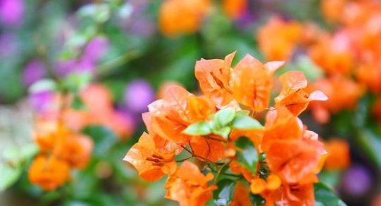  【磷钾肥】三角梅不开花的原因,三角梅不开花怎么办,这个你要知道