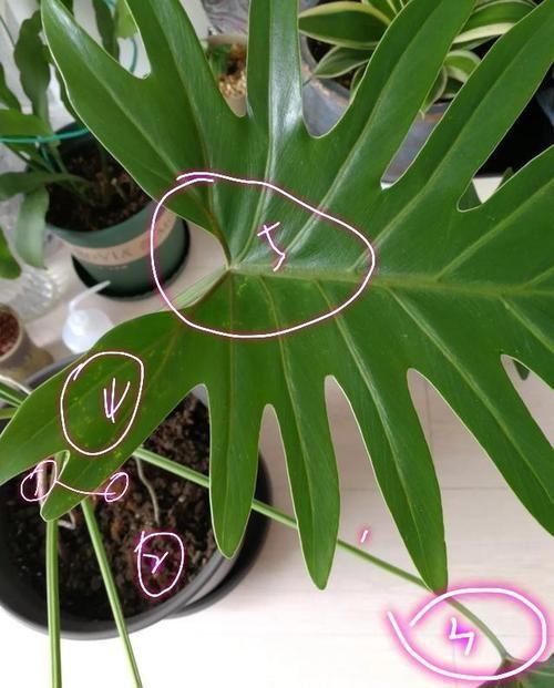  『肥太多』精心养护的盆栽春羽叶片还是有很多小黄点，接下来该怎么做