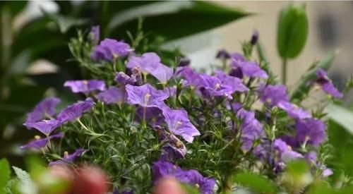  花草：别嫌阳台小，种点花草，感觉真好！