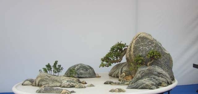 「山水盆景」世界上最美的34个盆景,第1个就美的受不了!