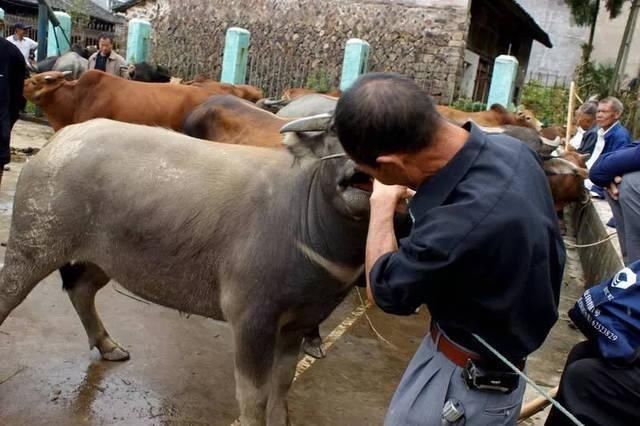  「牛粪」月薪不足8000还不如回农村养牛，真是这样吗？