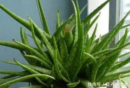  蟹爪兰■新手养花，不如养盆花中精品“吊兰”，净化空气，外形美观