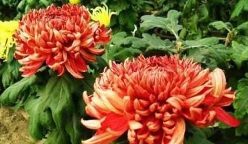  『秀丽』喜欢菊花，那就养”高端名菊“徐妃醉妆，如秀丽妆容，清奇典雅