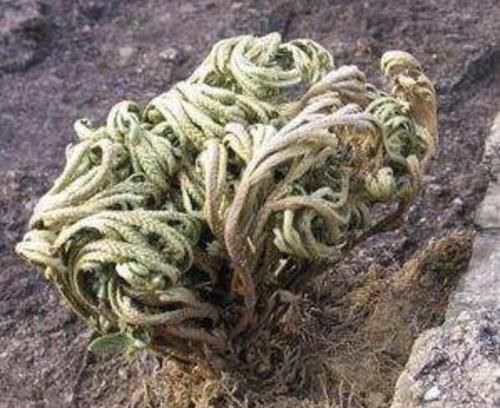 「见到」石头缝里的“1种草”,见到别踩,挖回家种,8个月成“盆景”,美