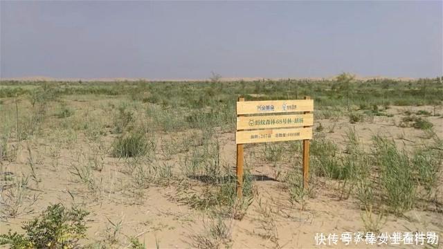 中国速度向沙漠收复失地，一年收回一个深圳的面积