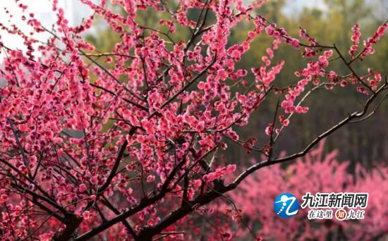 知否?知否?山水武宁梅花绽放,暗香浮动惹人醉