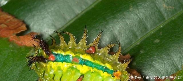 农村这种让你痛不欲生的虫子已经出动, 村里遇到它一定要远离!