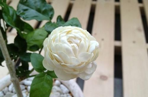  「技巧」茉莉花修剪和开花枝条的关系？茉莉花连续不断开花的修剪技巧？