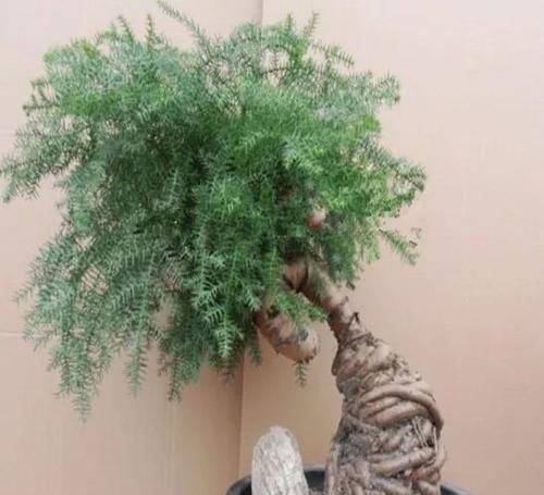 羽叶福禄桐|养在客厅里特别霸气的几种大型植物,有的还能养成盆景