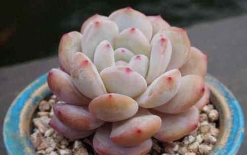  暗淡：最佳阳台盆栽绿植，漂亮又好养，花开纯洁素雅，幽香暗淡，美翻了