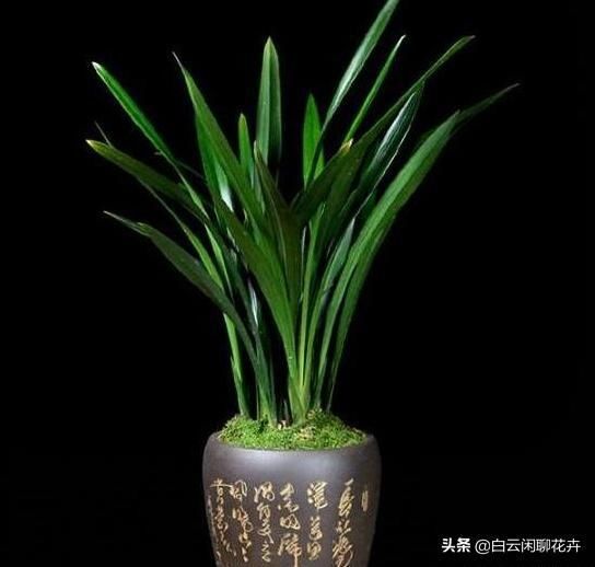  「难以形容」红河红有难以形容的美丽，而且颜值极高，俘获大批粉丝