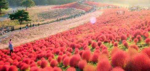 世界上最憋屈的植物，它在日本价格非常昂贵，在中国却用来当扫把