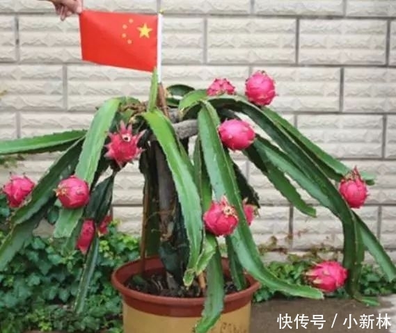  吃不完■这“2种”水果，剪根枝条插土里，15天生根，2年结果，果子吃不完